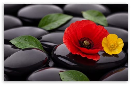 Zen Stones and Flowers Aesthetic UltraHD Wallpaper for UHD 16:9 ; HD 16:9 ; UltraWide 21:9 24:10 32:9 32:10 ; Widescreen 16:10 ; Tablet 1:1 ; Dual 16:10 16:9 ;