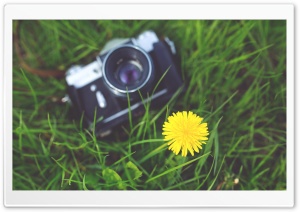 Zenit Camera and a Dandelion Flower Ultra HD Wallpaper for 4K UHD Widescreen desktop, tablet & smartphone