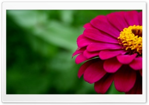 Zinnia Ultra HD Wallpaper for 4K UHD Widescreen desktop, tablet & smartphone
