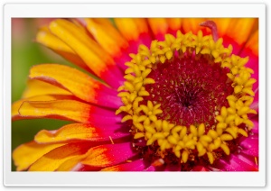 Zinnia Bright Colors Ultra HD Wallpaper for 4K UHD Widescreen desktop, tablet & smartphone