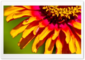 Zinnia Macro Ultra HD Wallpaper for 4K UHD Widescreen desktop, tablet & smartphone