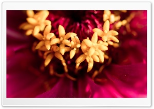Zinnia Stamens Macro Ultra HD Wallpaper for 4K UHD Widescreen desktop, tablet & smartphone