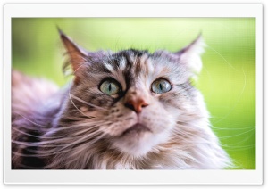 Ziva Maine Coon Cat, Adorable, Beautiful Ultra HD Wallpaper for 4K UHD Widescreen desktop, tablet & smartphone