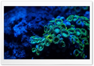 Zoanthids Coral Ultra HD Wallpaper for 4K UHD Widescreen desktop, tablet & smartphone