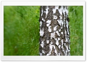 Zoom In 4K UHD Wallpaper for Widescreen and UltraWide Desktop, UltraHD TV, Smartphone, Tablet